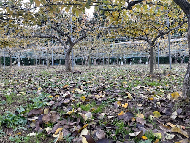 そこらへんの落ち葉 落ち葉集め